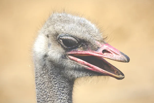 Struisvogel hoofd close-up — Stockfoto