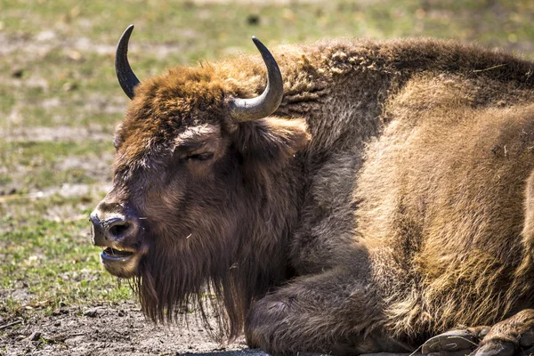 Bison - animais que vivem em reservas naturais na Europa — Fotografia de Stock