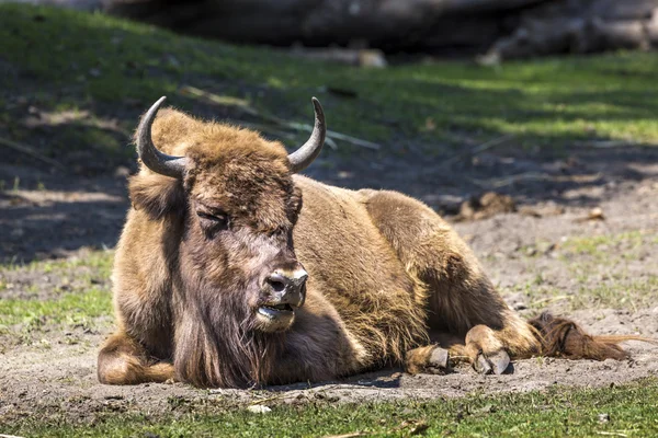 Bison - dieren die leven in de natuur behoudt zich in Europa — Stockfoto