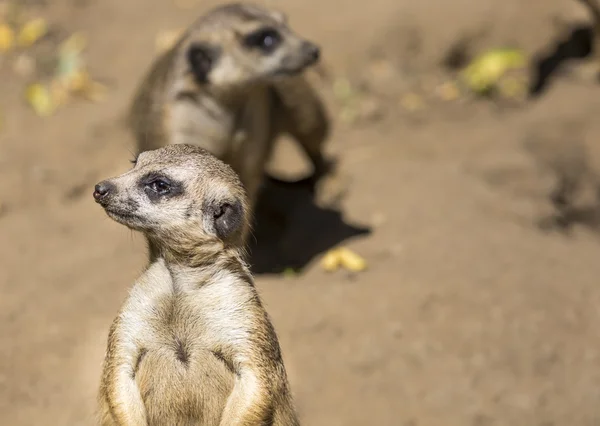 Meerkat (Suricata suricatta) con bebé curioso, desierto de Kalahari, Sudáfrica — Foto de Stock