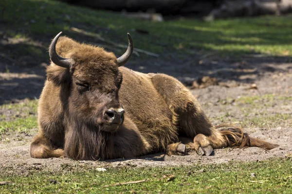 Bison - dieren die leven in de natuur behoudt zich in Europa — Stockfoto