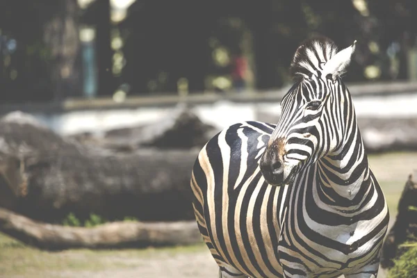 Retrato de Zebra em Serengeti Tanzânia África — Fotografia de Stock