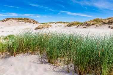 leba, Polonya Baltık Denizi yakınlarında hareketli kumulları Parkı 