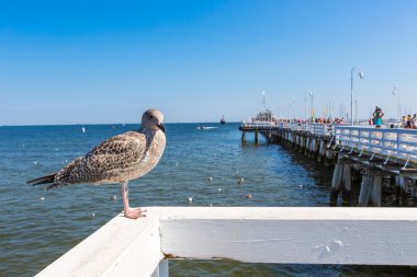 sopot iskele, gdansk, Polonya 2013 arka planda Baltık Denizi ile bir martı yakın çekim.