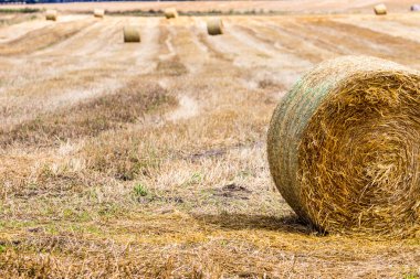 saman balya alanında sonra hasat, Polonya 