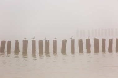 ahşap groynes, plaj, Baltık Denizi, Polonya.