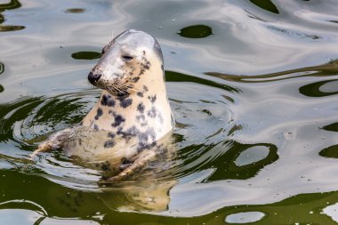 liman seal (phoca vitulina) başını dışarı su pokes