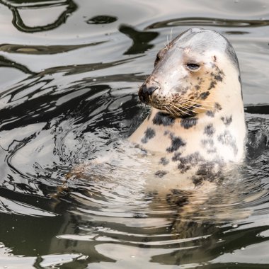 liman seal (phoca vitulina) başını dışarı su pokes