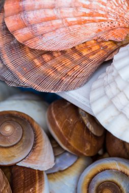 deniz kabuklarını Hatıra Eşyası Satılık 