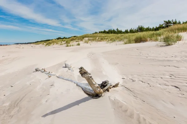 Rörliga sanddyner park nära Östersjön i Łeba, poland — Stockfoto