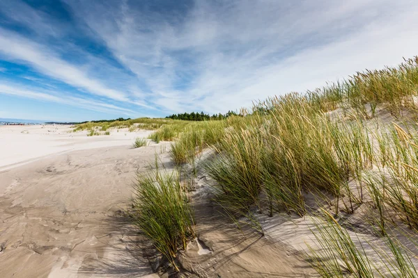 Rörliga sanddyner park nära Östersjön i Łeba, poland — Stockfoto