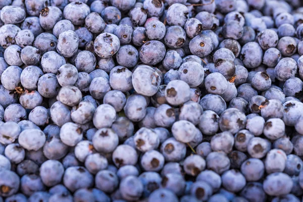 Fresh Bilberries. Close-up background. — Stock Photo, Image