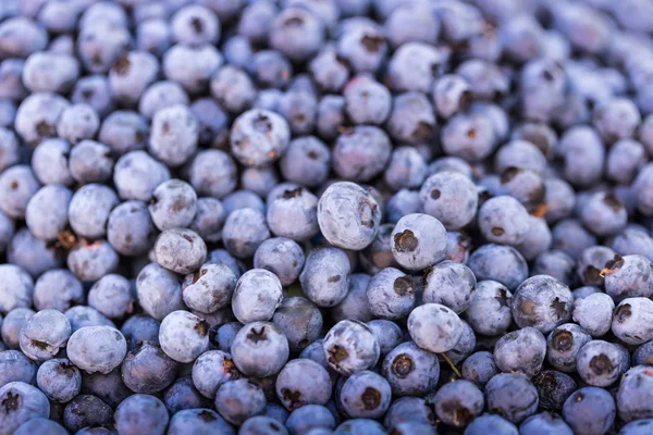 Bilberry segar. Latar Belakang close-up . — Stok Foto