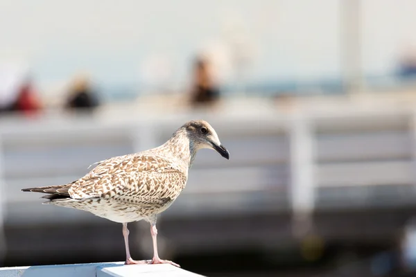 Primer plano de una gaviota en Sopot Pier, Gdansk con el Mar Báltico al fondo, Polonia 2013 . —  Fotos de Stock