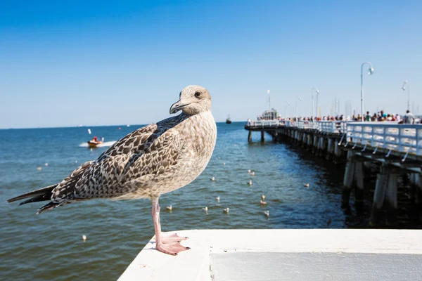 Primer plano de una gaviota en Sopot Pier, Gdansk con el Mar Báltico al fondo, Polonia 2013 . —  Fotos de Stock