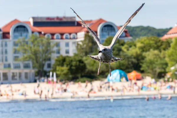 Gaviotas volando en el muelle de Sopot, Polonia . —  Fotos de Stock