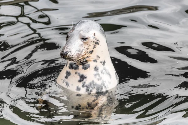 La foca del puerto (Phoca vitulina) saca su cabeza del agua — Foto de Stock