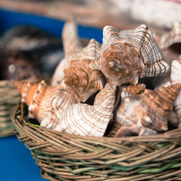 Schelpen op de markt. — Stockfoto