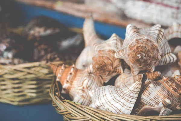 Conchas marinas en el mercado . —  Fotos de Stock