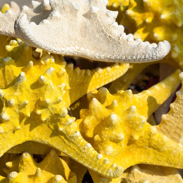 Étoile de mer (Asteroidea) à vendre au marché . — Photo