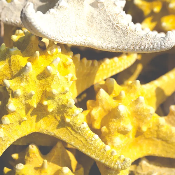 Sjöstjärna (asteroidea) till salu på marknaden. — Stockfoto