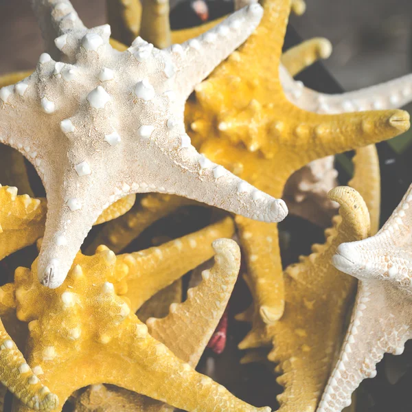 Starfish (Asteroidea) en venta en el mercado . — Foto de Stock