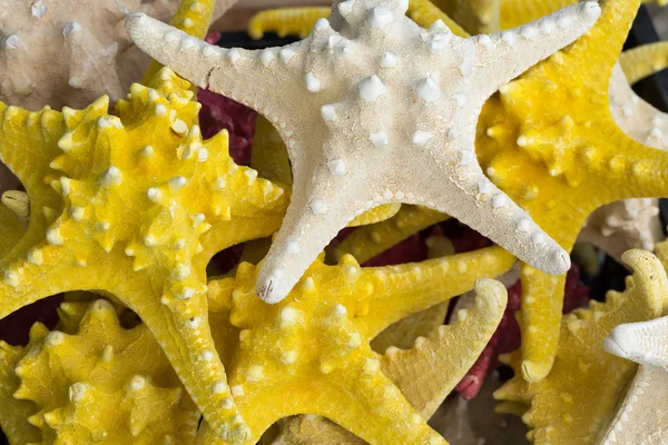 Starfish (Asteroidea) en venta en el mercado . — Foto de Stock