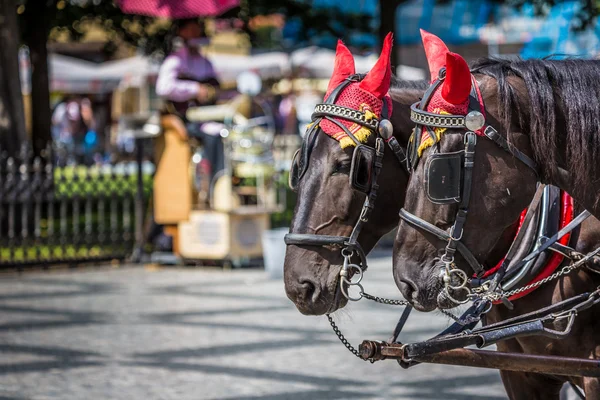 Horse Carriage waiting for tourists at the Old Square in Prague. — Stock Photo, Image