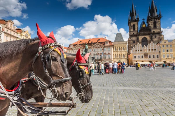 Paard en wagen te wachten voor toeristen op het oude plein in Praag. — Stockfoto