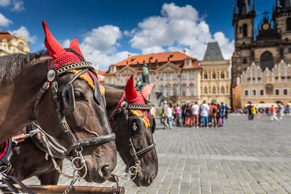 Transport de chevaux en attente pour les touristes sur la vieille place de Prague . — Photo