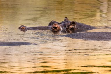 doğal ortamlarında Afrika hippo. Kenya. Afrika.