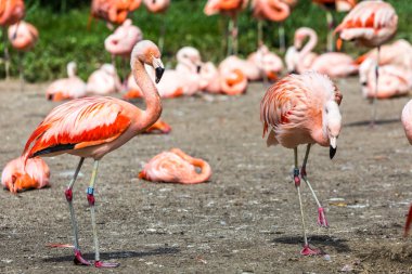 pembe Karayipler flamingo (phoenicopterus ruber ruber) su gider. pembe flamingo bataklığa gider. 