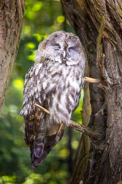 The Great Grey Owl or Lapland Owl, Strix nebulosa — Stock Photo, Image