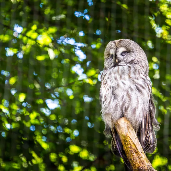 Stort grå Uggla eller Lappuggla, strix nebulosa — Stockfoto