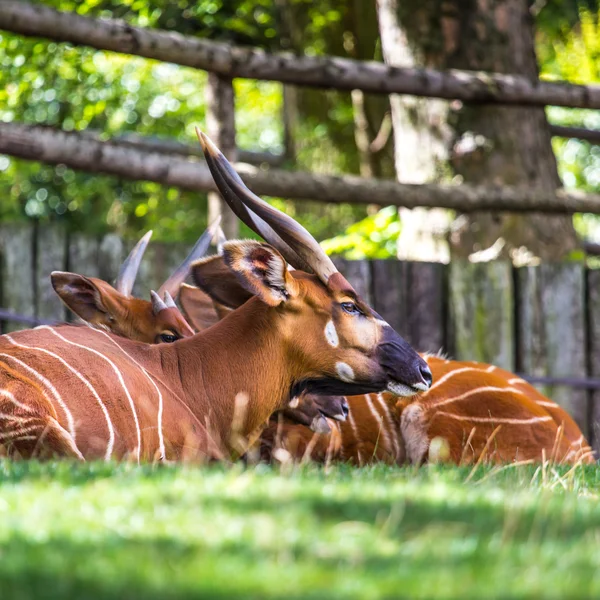 Bongo Taurotragus euryceros isaaci Antilope — Stock Photo, Image