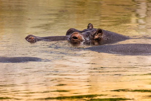 African hippo in their natural habitat. Kenya. Africa. — Stock Photo, Image