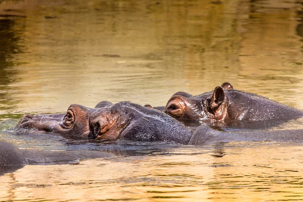 African hippo in their natural habitat. Kenya. Africa. — Stock Photo, Image