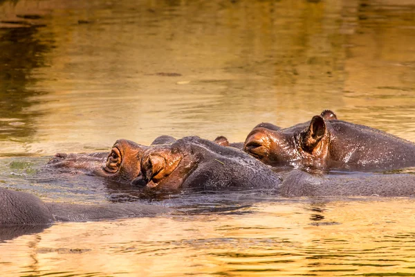 African hippo in their natural habitat. Kenya. Africa. — Stock Photo, Image