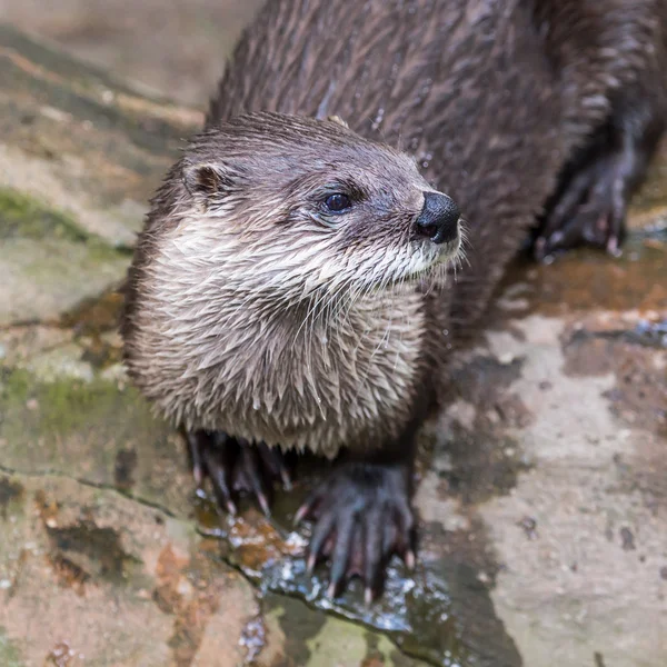 Lontra europeia na natureza . — Fotografia de Stock