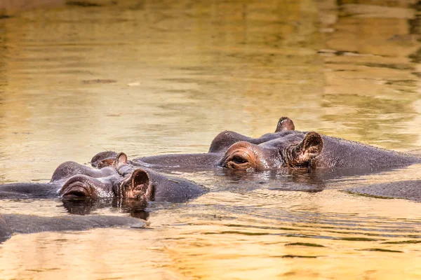 Afryki hipopotam w ich naturalnym środowisku. Kenia. Afryka. — Zdjęcie stockowe