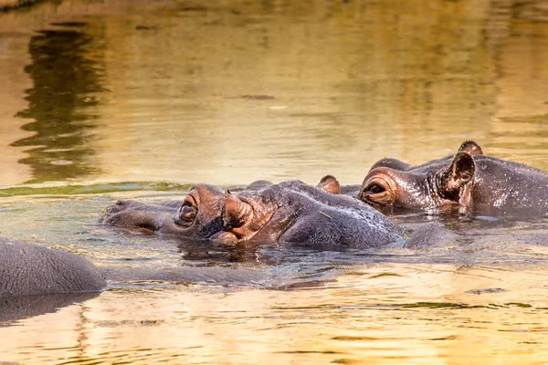 Африканские бегемоты в естественной среде обитания. Кения. Африка . — стоковое фото