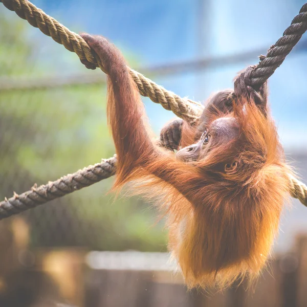 Staar naar een orang-oetan baby, hangend aan een dik touw. Een kleine grote aap wordt een alfamannetje. Menselijk als apenwelp in shaggy rood vacht. — Stockfoto