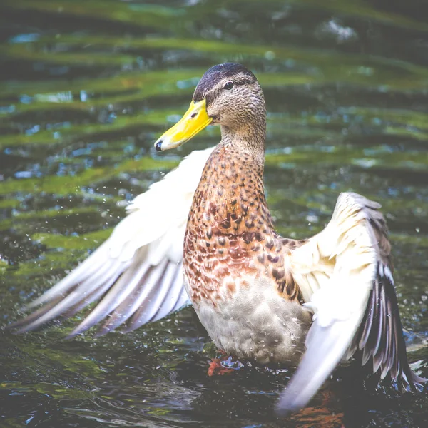 Eend vrouwelijke openen de vleugels grote kleuren — Stockfoto