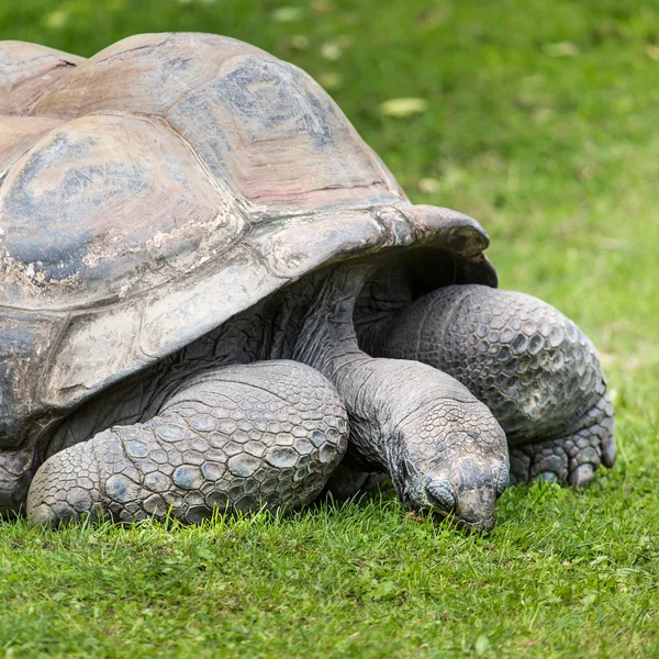 Een reusachtige galapagos-schildpad, galapagos eilanden, ecuador, Zuid-Amerika — Stockfoto