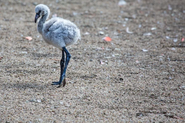 De roze Caribische flamingo (phoenicopterus ruber ruber) over water gaat. roze flamingo gaat op een moeras. — Stockfoto