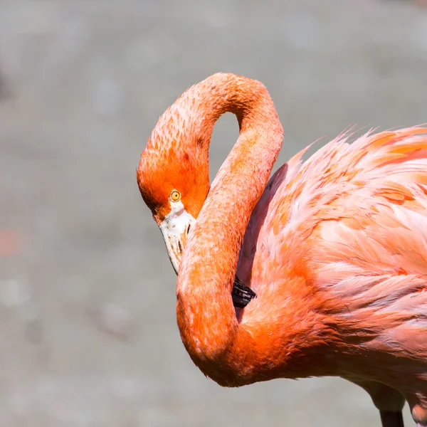 De roze Caribische flamingo (phoenicopterus ruber ruber) over water gaat. roze flamingo gaat op een moeras. — Stockfoto