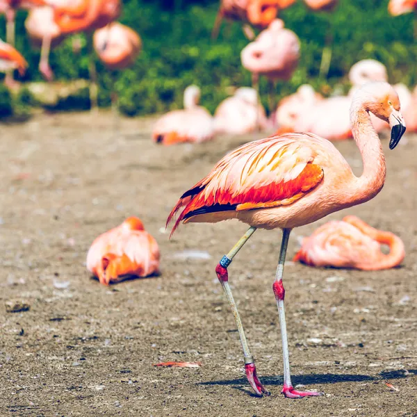 The pink Caribbean flamingo ( Phoenicopterus ruber ruber ) goes on water. Pink flamingo goes on a swamp. — Stock Photo, Image