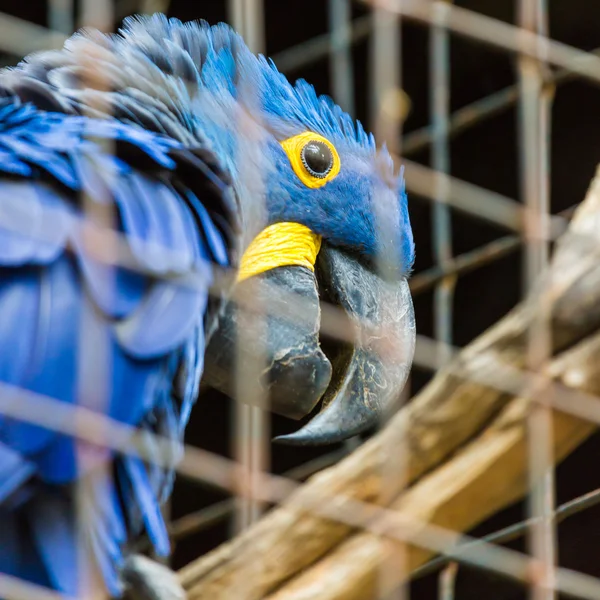 Blauer Hyazinthe-Ara-Papagei im Zoo. — Stockfoto