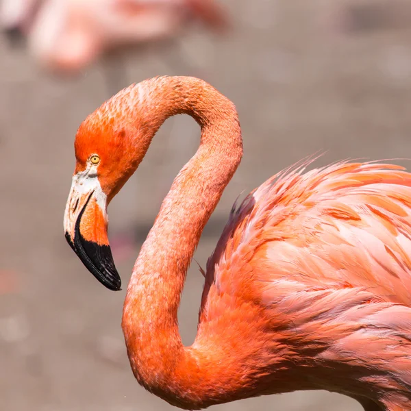 Flamingo roz Caraibe (cauciuc Phoenicopterus cauciuc) merge pe apă. Flamingo roz merge pe o mlaștină . — Fotografie, imagine de stoc