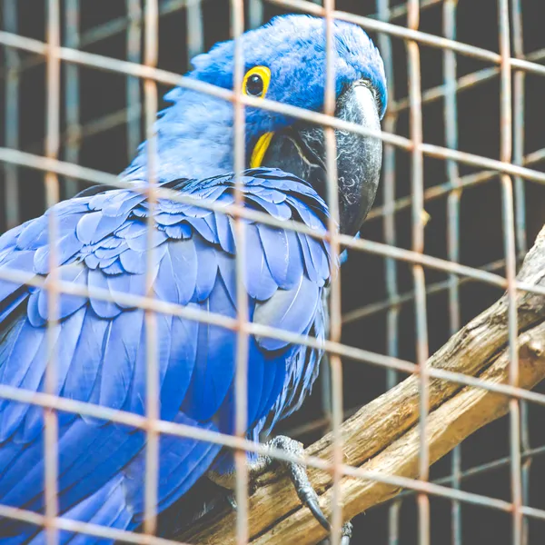 Loro Guacamayo azul en zoo. — Zdjęcie stockowe